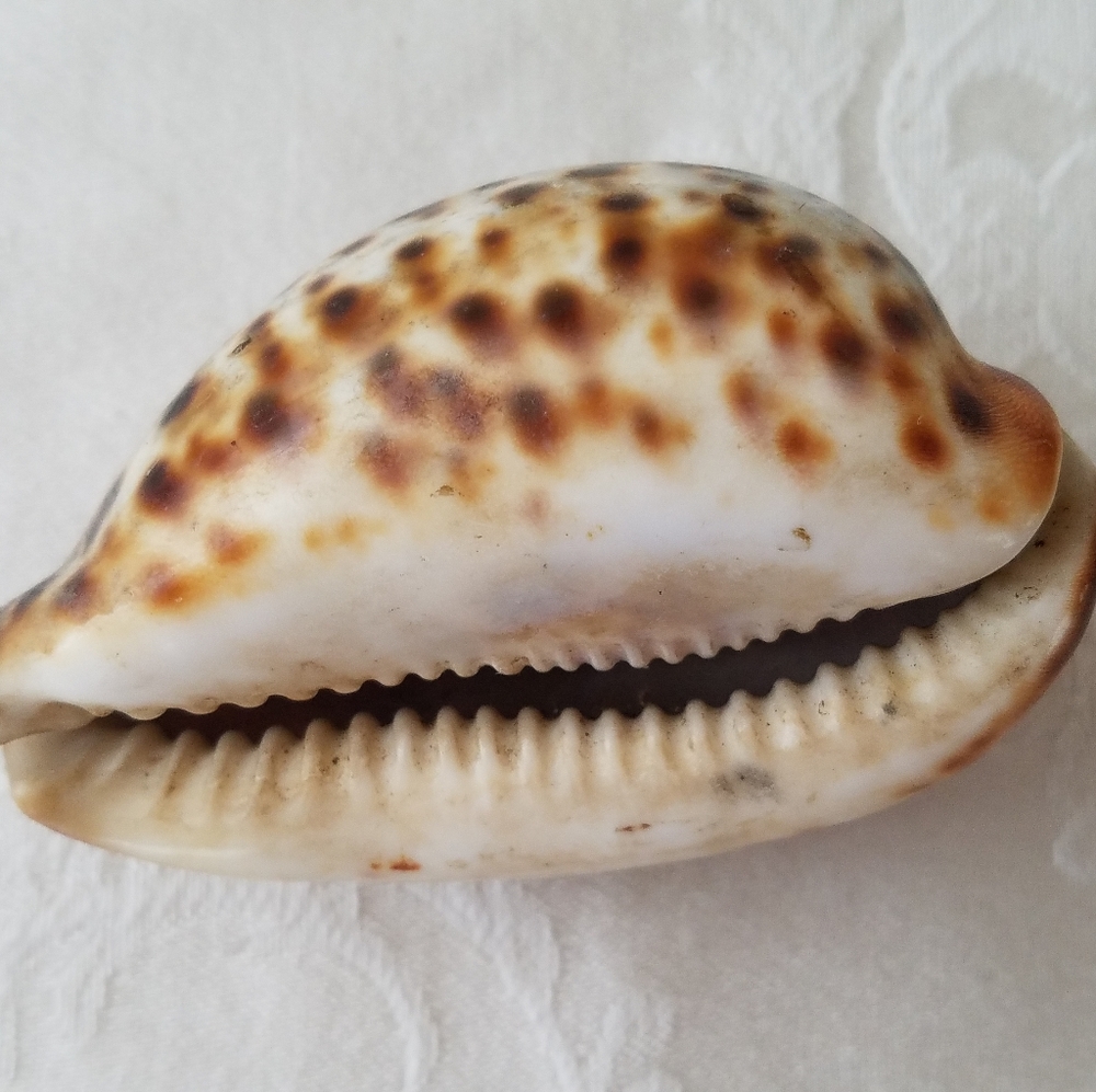 Three Natural Sea Shells - Picture 7 of 12